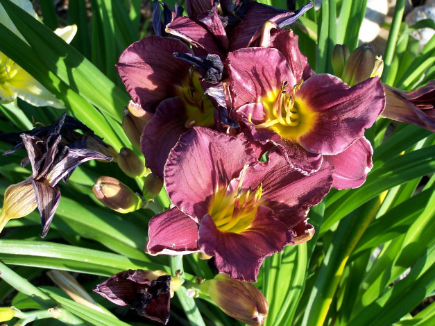 Обои картинки фото цветы, лилии,  лилейники, лилейник