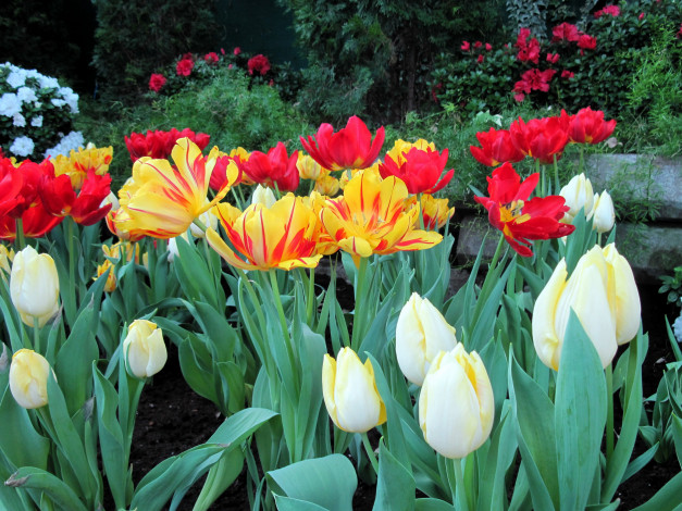 Обои картинки фото цветы, тюльпаны, бутоны