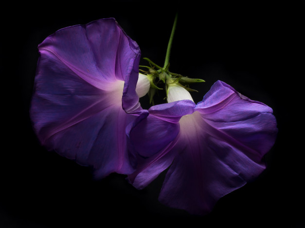 Обои картинки фото цветы, вьюнки,  ипомеи, цветок