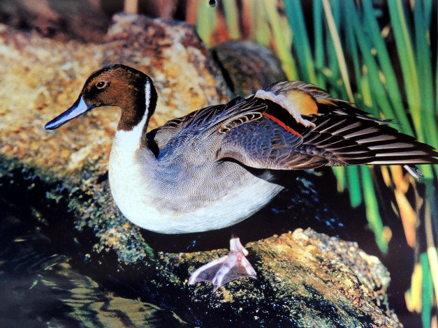 Обои картинки фото животные, утки, селезень