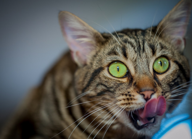 Обои картинки фото животные, коты, киса