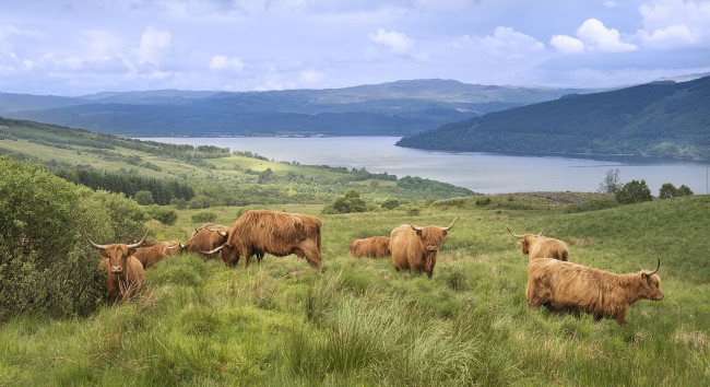 Обои картинки фото животные, коровы,  буйволы