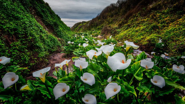 Обои картинки фото цветы, каллы, побережье