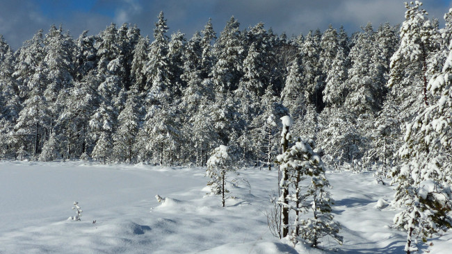 Обои картинки фото природа, зима, снег