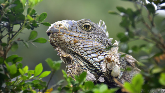 Обои картинки фото животные, Ящерицы,  игуаны,  вараны, варанчик