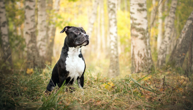 Обои картинки фото животные, собаки, собака, взгляд, осень, природа, друг