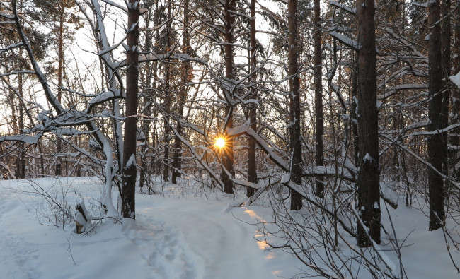 Обои картинки фото природа, зима, лучи, деревья, снег