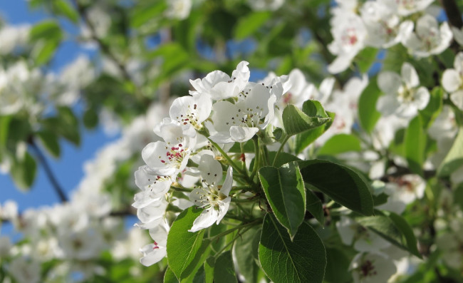 Обои картинки фото цветы, цветущие деревья ,  кустарники, ветка