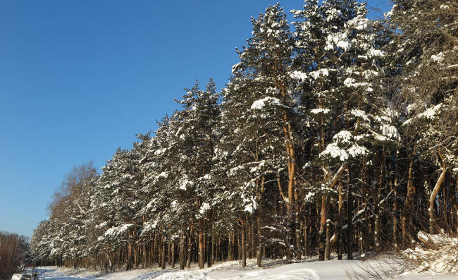 Обои картинки фото природа, лес, деревья, снег