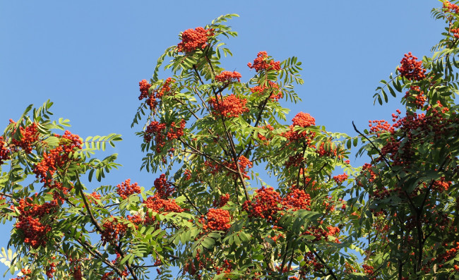 Обои картинки фото природа, Ягоды,  рябина, плоды, рябина, обыкновенная