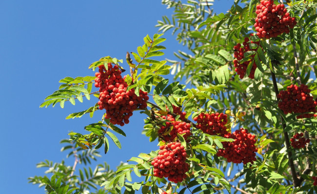 Обои картинки фото природа, Ягоды,  рябина, плоды, рябина, обыкновенная