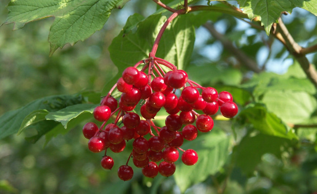 Обои картинки фото природа, Ягоды, или, красная, калина, обыкновенная