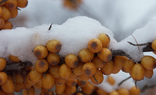 Обои картинки фото природа, Ягоды, облепиха, крушиновая