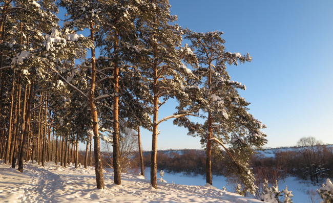 Обои картинки фото природа, зима, деревья, снег