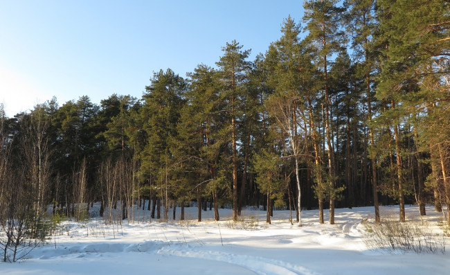 Обои картинки фото природа, зима, деревья, снег