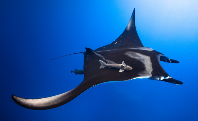 Обои картинки фото животные, рыбы, скат, морской, дьявол, прилипала, океан