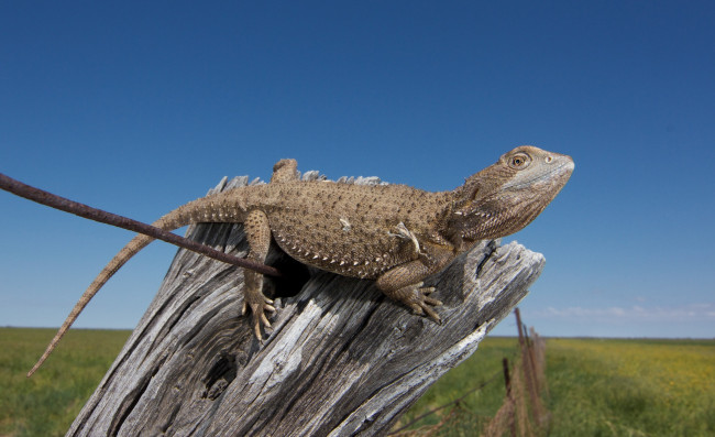Обои картинки фото животные, Ящерицы,  игуаны,  вараны, варанчик