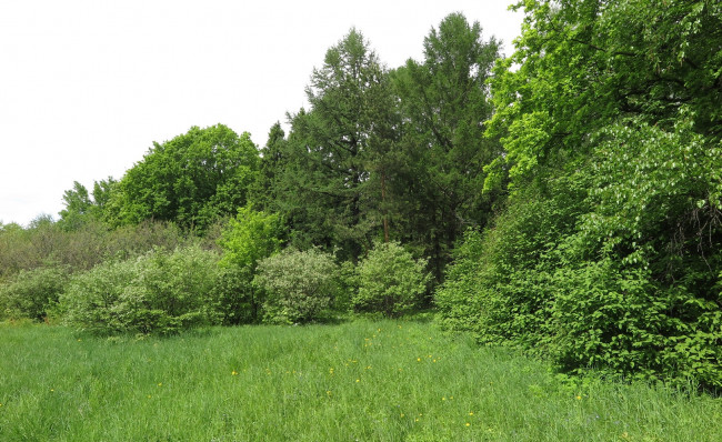 Обои картинки фото природа, луга, деревья, луг