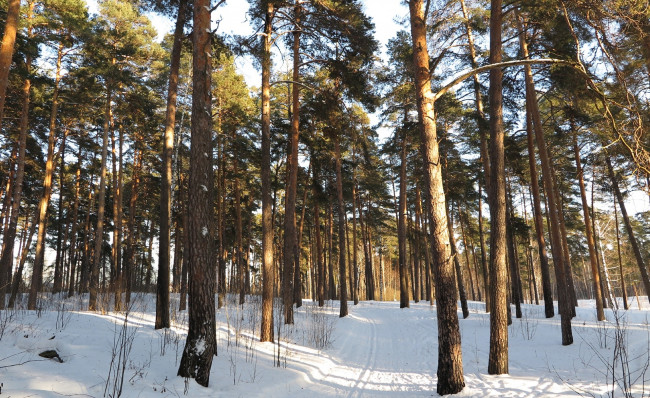 Обои картинки фото природа, зима, деревья, снег