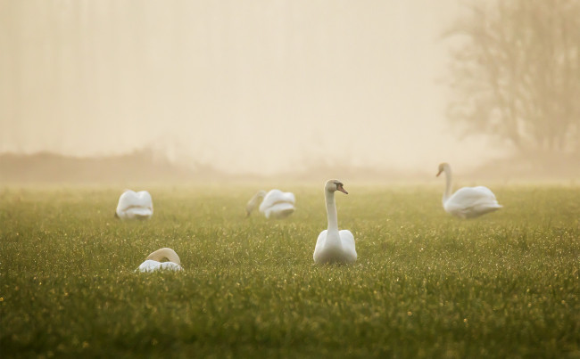 Обои картинки фото животные, гуси