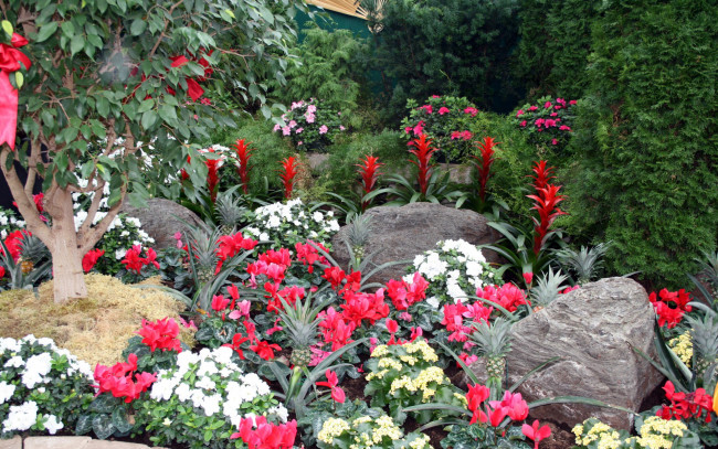 Обои картинки фото цветы, разные вместе, камни, цикламен, азалия, ананасы