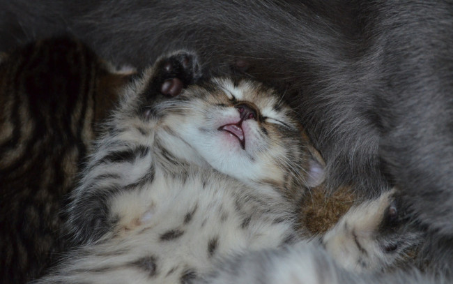 Обои картинки фото животные, коты, котёнок, машыш, сон