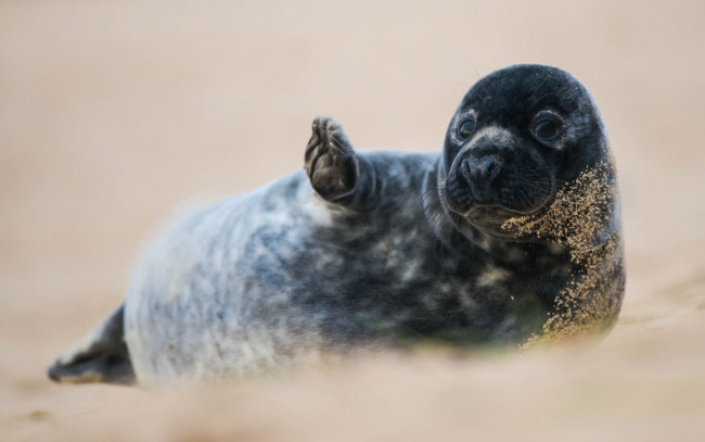 Обои картинки фото животные, тюлени,  морские львы,  морские котики, лапа, песок, нерпа