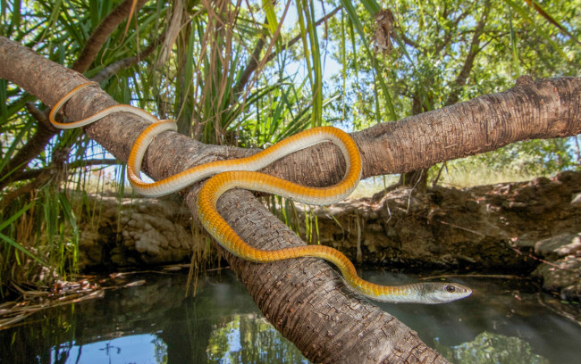 Обои картинки фото животные, змеи,  питоны,  кобры, змея