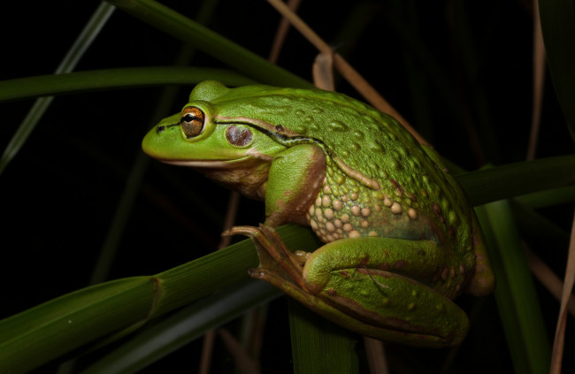 Обои картинки фото животные, лягушки, лягушка