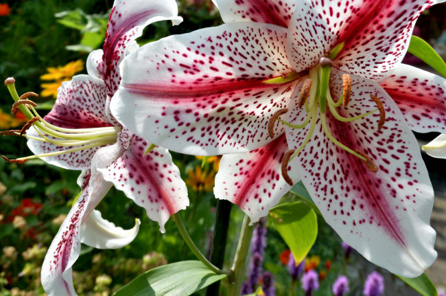 Обои картинки фото цветы, лилии,  лилейники, крапинки