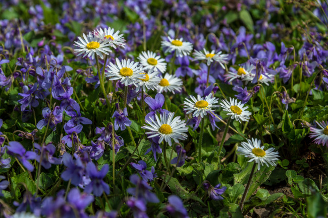 Обои картинки фото цветы, лцг