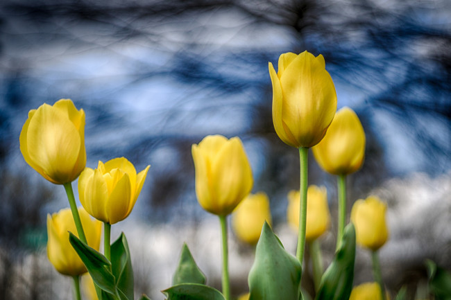 Обои картинки фото цветы, тюльпаны, бутоны