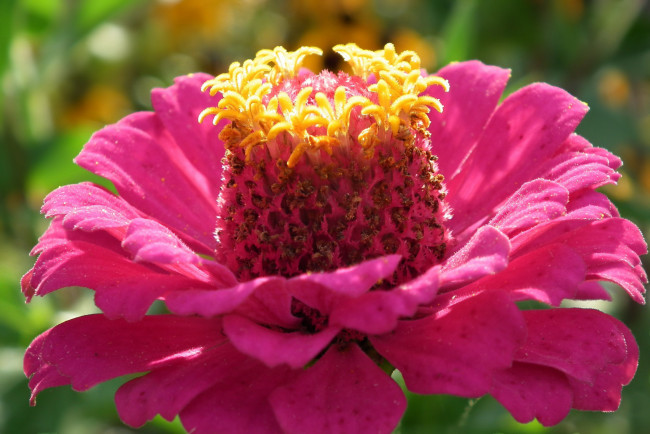 Обои картинки фото цветы, цинния, розовый, макро