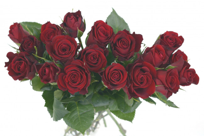 Обои картинки фото цветы, розы, бордо