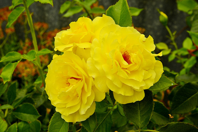 Обои картинки фото цветы, розы, цветок