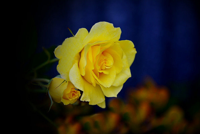 Обои картинки фото цветы, розы, цветок