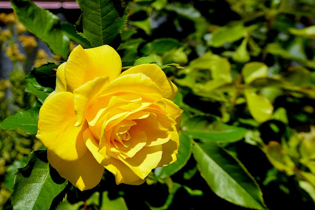 Обои картинки фото цветы, розы, цветок