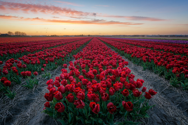 Обои картинки фото цветы, тюльпаны, плантация