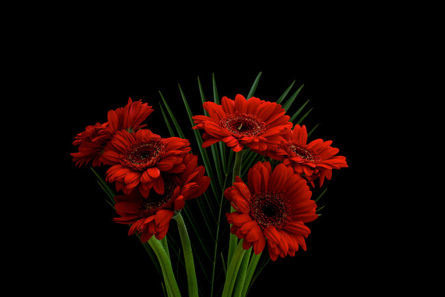 Обои картинки фото gerbera, цветы, герберы, букет