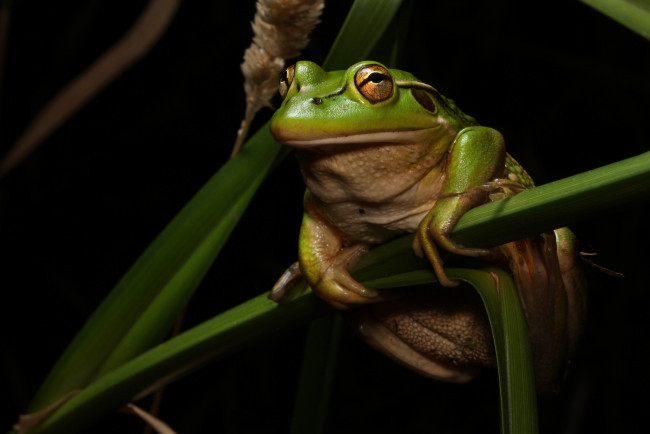 Обои картинки фото животные, лягушки, лягушка