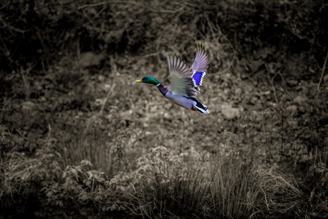 Обои картинки фото животные, утки, птица, природа, утка