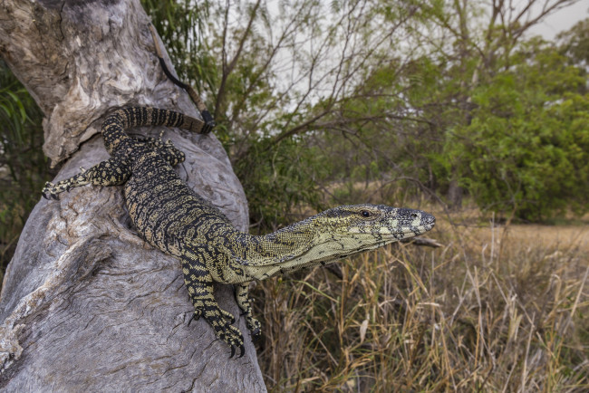 Обои картинки фото животные, Ящерицы,  игуаны,  вараны, ящерка