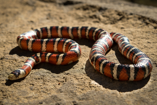 Обои картинки фото животные, змеи,  питоны,  кобры, змея