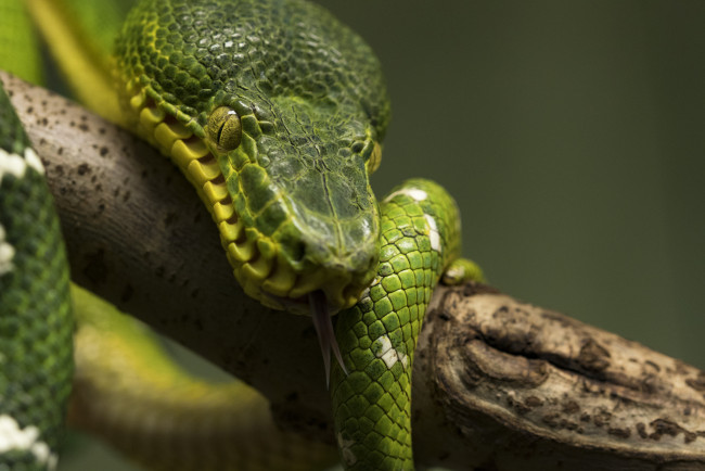 Обои картинки фото животные, змеи,  питоны,  кобры, змея