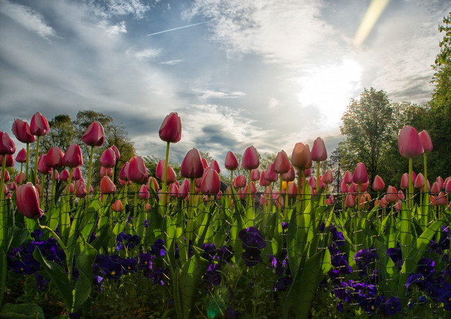 Обои картинки фото цветы, тюльпаны, плантация