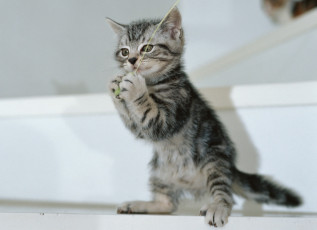 Картинка животные коты котенок серый игра