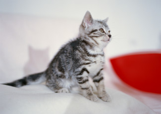 Картинка животные коты полосатый серый котенок