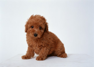 Картинка животные собаки щенок рыжий