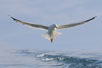 обоя животные, Чайки,  бакланы,  крачки, вода, птица, крылья, чайка, полёт, море