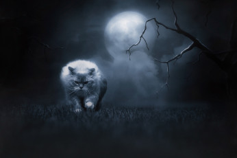 Картинка животные коты кошка